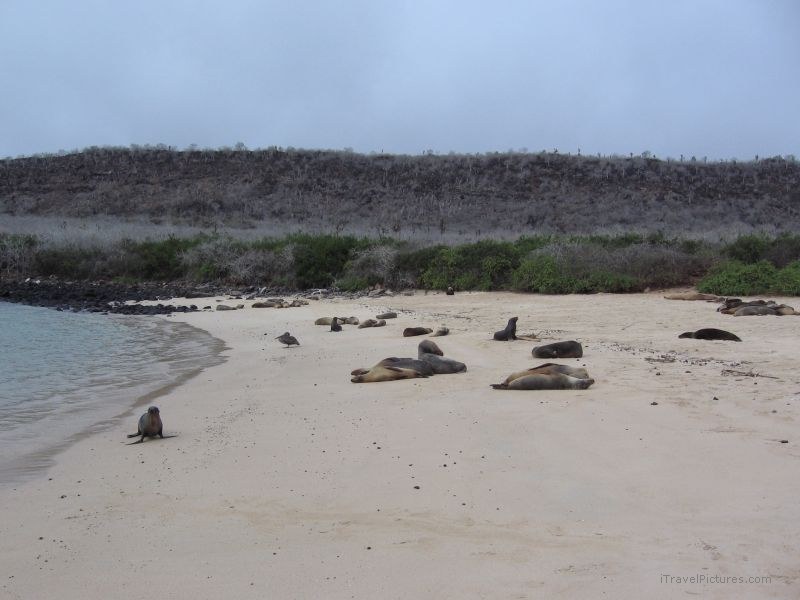 sea lions Galapagos sea lion beach pinniped pinnipeds